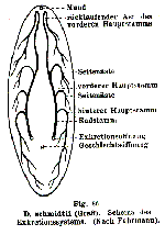 Dalyellia schmidtii