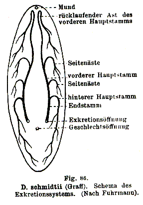 Dalyellia schmidtii