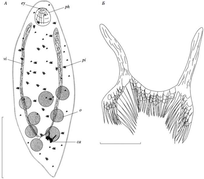 Dalyellia scoparia