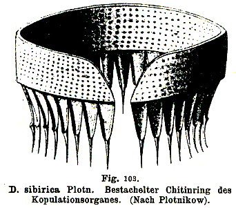 Dalyellia sibirica