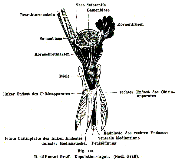 Dalyellia sillimani