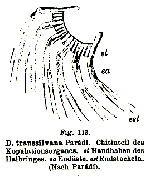 Dalyellia transsilvana