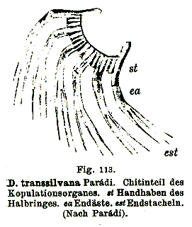 Dalyellia transsilvana