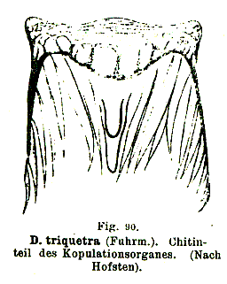 Dalyellia triquetra