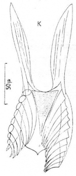 Microdalyellia brevimana