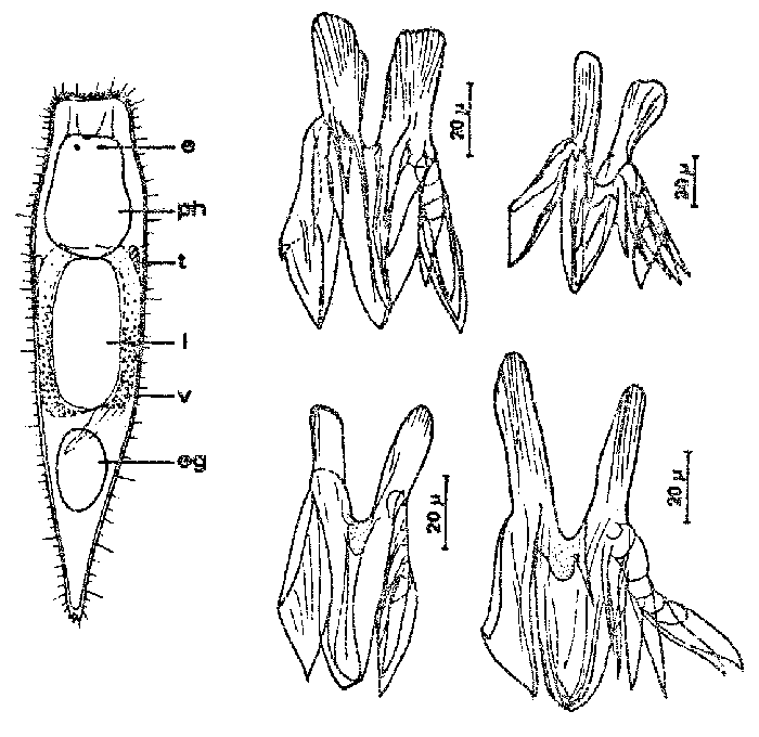 Microdalyellia dastychi