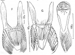 Microdalyellia fairchildi