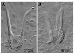 Microdalyellia fairchildi