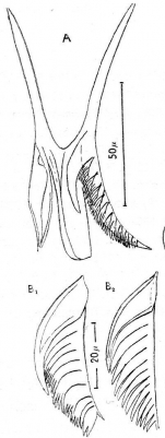 Microdalyellia fusca