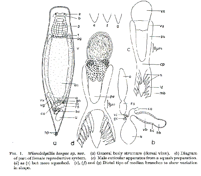 Microdalyellia kenyae