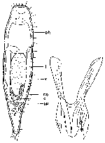 Microdalyellia maialis