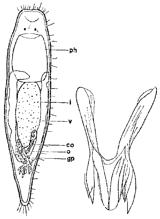 Microdalyellia maialis