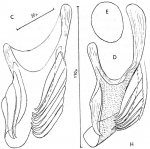 Microdalyellia mollosovi