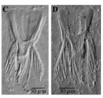 Microdalyellia rossi morphotype 1