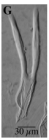 Microdalyellia rossi morphotype 4