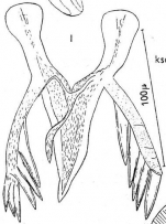 Microdalyellia tennesseensis