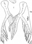 Microdalyellia tennesseensis