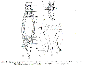 GIF file