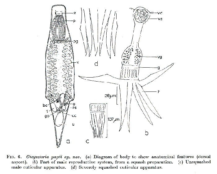 Gieysztoria papii