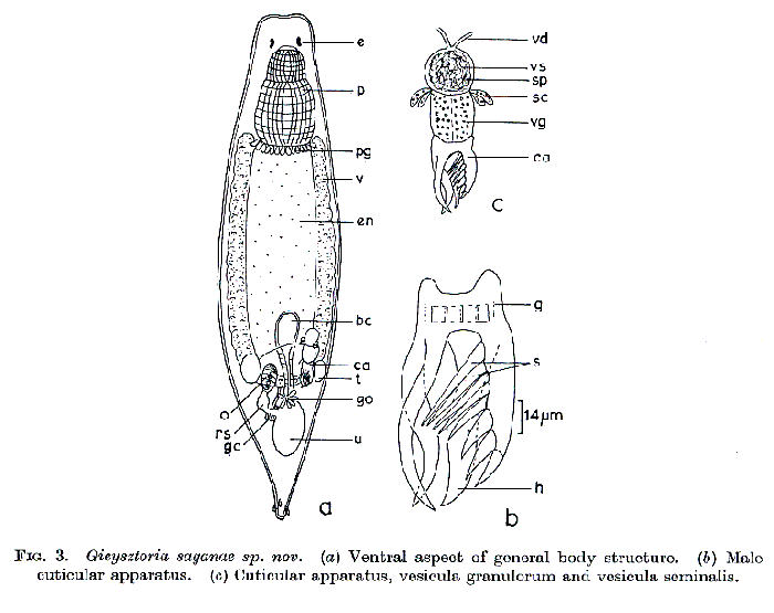 Gieysztoria saganae