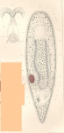 4.  Vortex viridis mihi (Hypostomum Schm.).  Die gr?nen K?rnchen sind Chlorophyllk?gelchen.  a. Centralnervensystem.  b.  Auge.  c.  Mund?ffnung.  d.  Schlund.  e.  Dr?senzellen zum Verdauungsapparat geh?rig.  gg.  Hoden.  hh.  vasa deferentia.  i.  Samenblase.  k.  penis. l.  Innere Geschlechts?ffnung.  Dicht darunter die ?ussere.  m. Scheide.  n. receptaculum seminis.  oo. Keimst?cke.  p.  uterus.  q.  ein Ei in der Leibesh?hle liegend.  vv.  Dotterst?cke.  5.  Samenblase und Begattungsglied im ausgebreiteten Zustande von Vortex viridis be 360mal.  Vergr?sserung.  a.  Samenblase, in welche die beiden vasa deferentia einm?nden.  b.  ductus ejaculatorius.