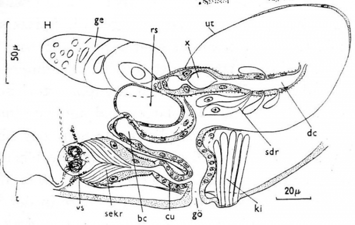 Fulinskiella bardeaui