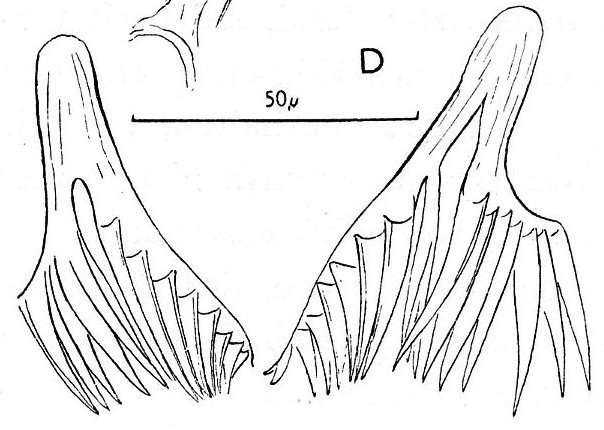 Fulinskiella bardeaui