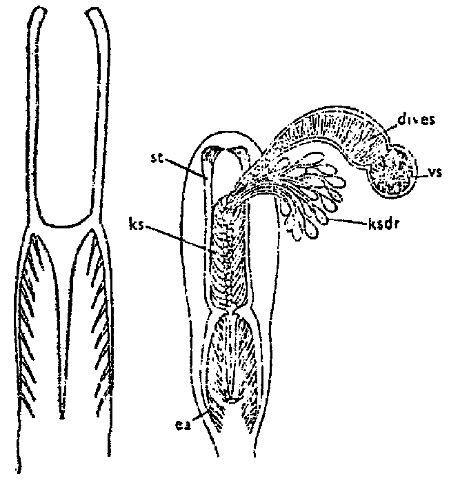 Jensenia angulata