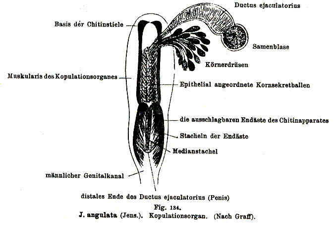 Jensenia angulata