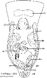 Jensenia angulata