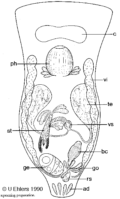 Jensenia angulata