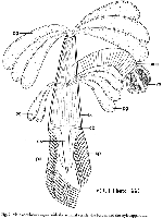 Jensenia angulata