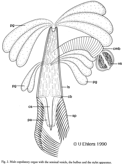 Jensenia angulata