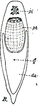 Jensenia macropharynx