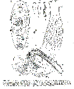 Alexlutheria acrosiphoniae