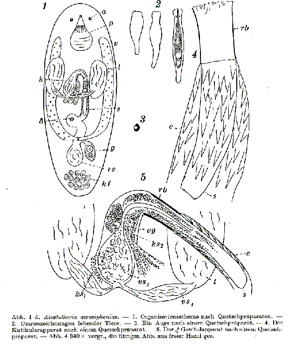 Alexlutheria acrosiphoniae