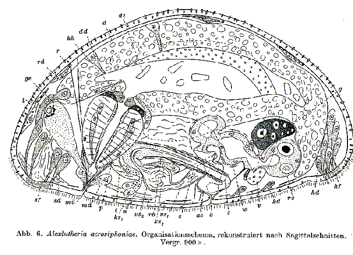 Alexlutheria acrosiphoniae