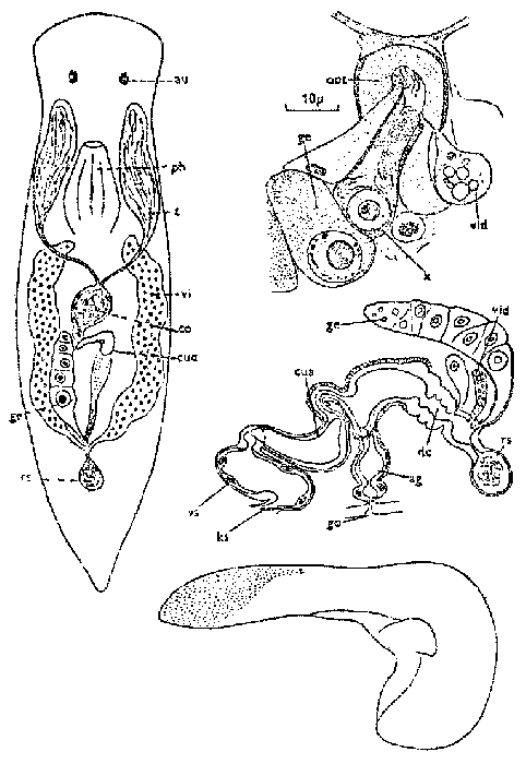 Axiola luetjohanni