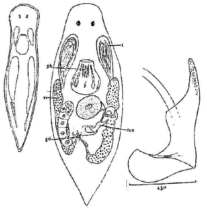 Axiola remanei