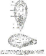 Glanduloderma myzostomatis