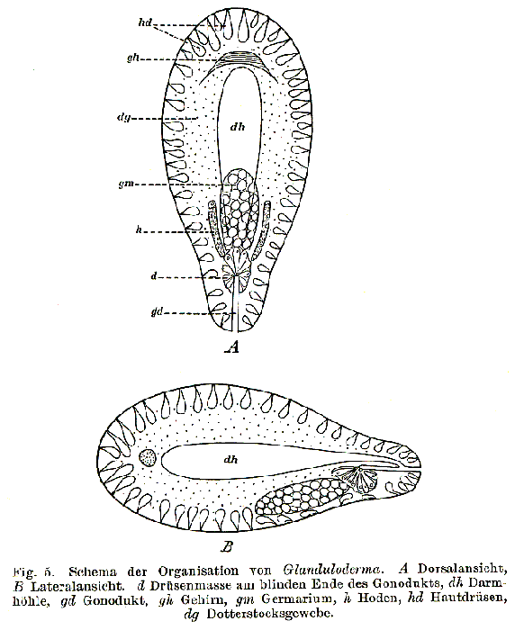 Glanduloderma myzostomatis