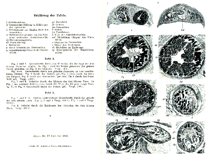 Glanduloderma myzostomatis