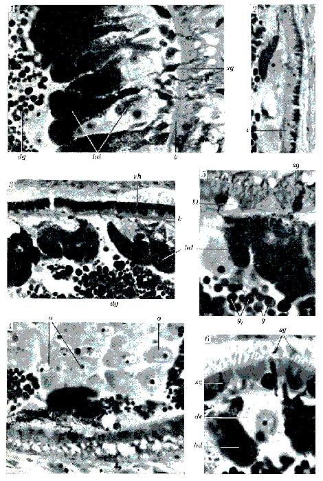 Glanduloderma myzostomatis