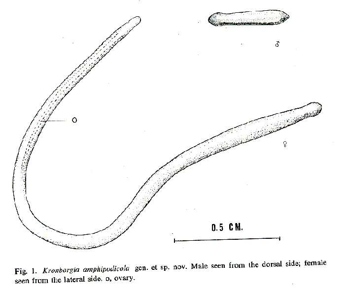 Kronborgia amphipodicola