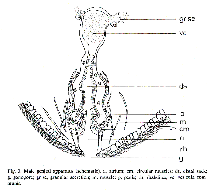 Kronborgia amphipodicola