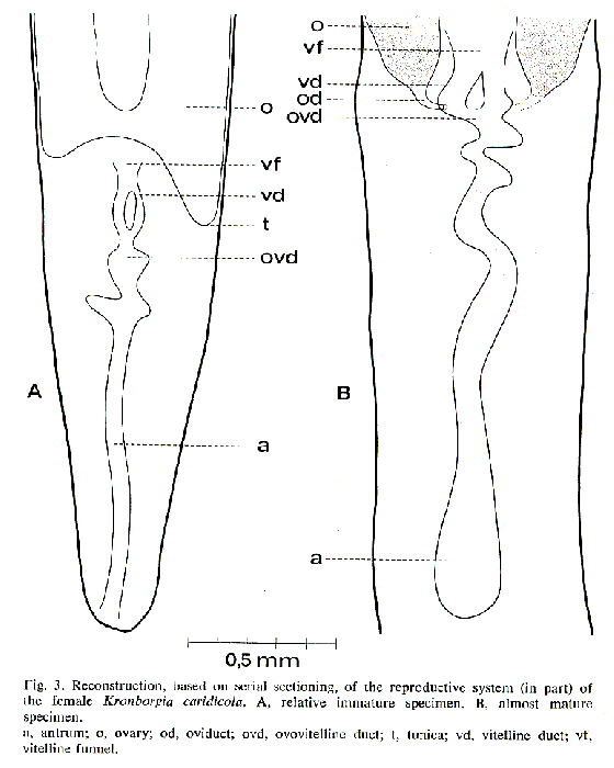 Kronborgia caridicola