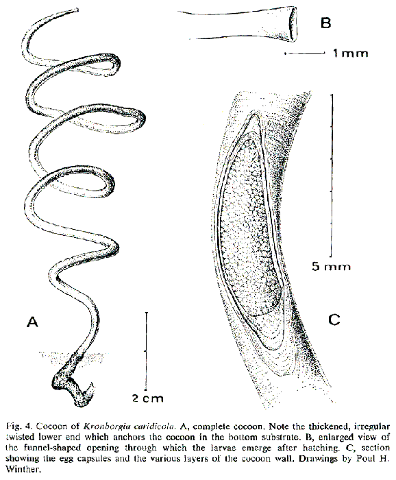 Kronborgia caridicola