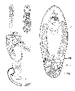 Canetellia beauchampi