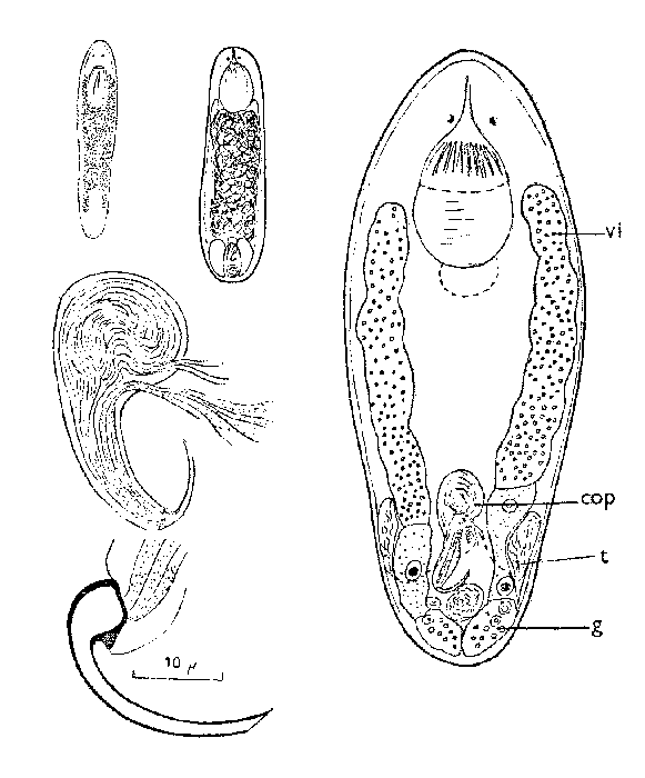 Canetellia beauchampi