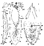 Notocaryoplana geminofollicularis